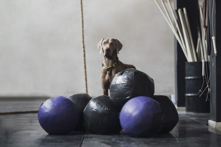 GYM DOGS: WALK OR STAY?: